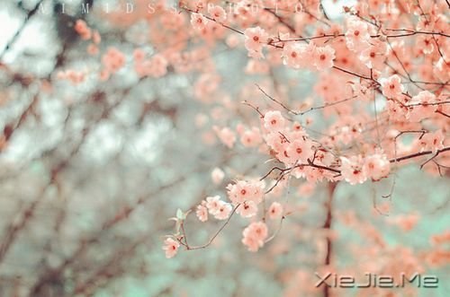 晚安心语：最美好的总会在不经意间出现 (10)